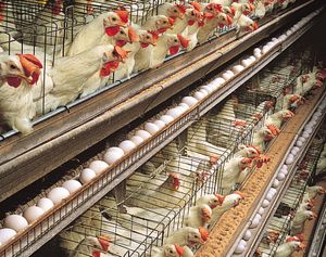 Egg production