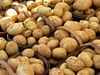 Listen to Hans Reinheimer, a farmer from Germany, and learn about harvesting and storing new potatoes