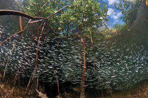 Mangrove habitat