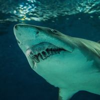 Sand shark