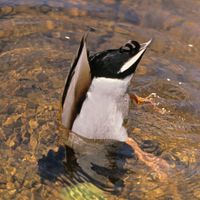 Bottoms Up: Mallard Duck Tipping for Food