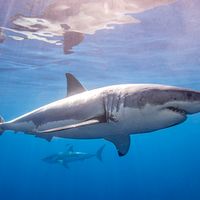 Photograph of a white shark