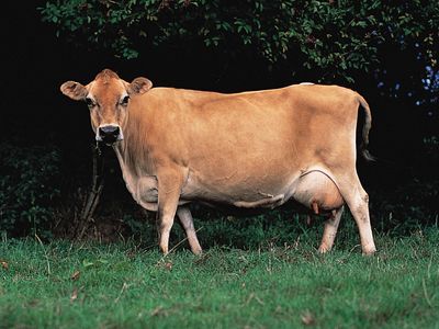 Jersey cow