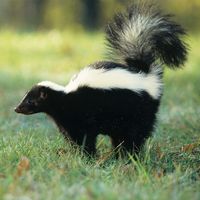 A striped skunk (Mephitis mephitis)