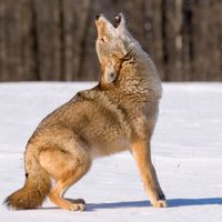 Coyote howl