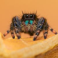Jumping spider
