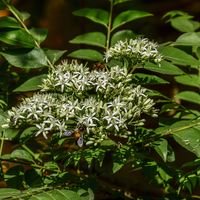 Curry tree