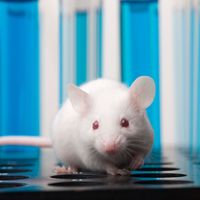 Laboratory mouse