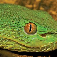 Pit viper