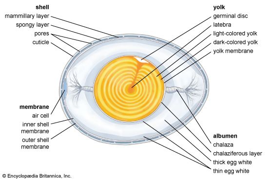 The inside of an egg