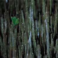 Mangrove pneumatophores