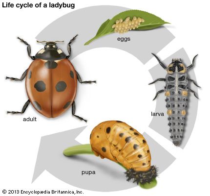 metamorphosis