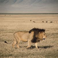 A male lion