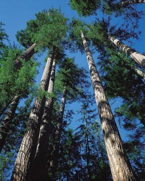Douglas fir trees