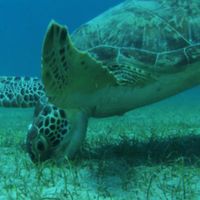 Green sea turtle eating seagrass