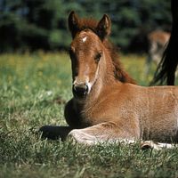 A horse resting in a grassy field