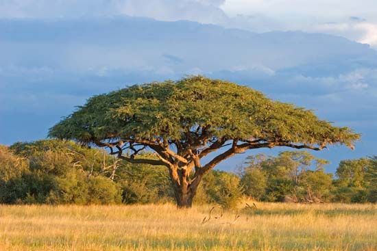 Acacia tree