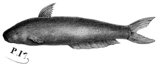 candiru