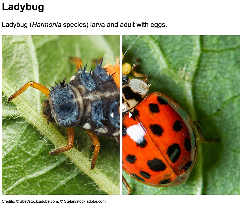 ladybug: larval stage and adult stage