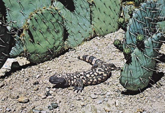 Gila monster (Heloderma suspectum)
