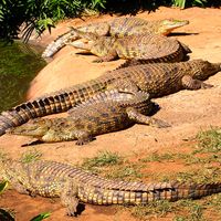 Nile crocodiles