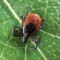 Blacklegged tick