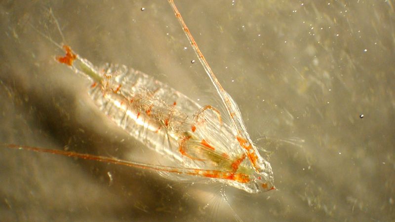 The role of copepods in the marine food chain