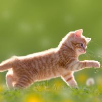 Ginger kitten
