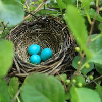 Bright blue and ready to hatch