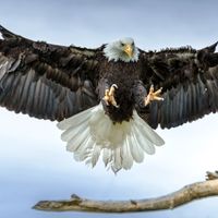 Photograph of a bald eagle landing on a tree branch.