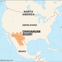 Chihuahuan Desert