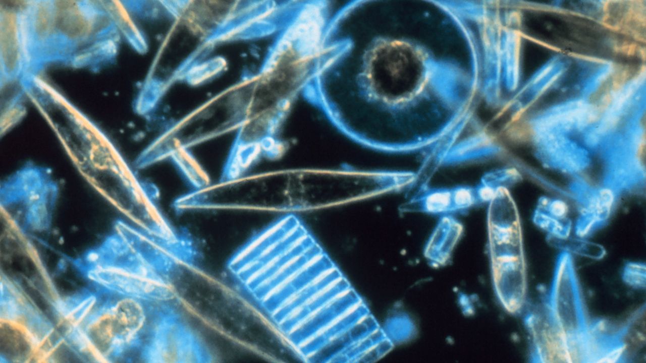 The essential role of phytoplankton in ecosystems