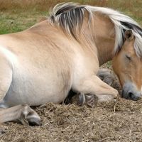 How do horses sleep?