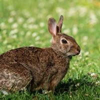 An eastern cottontail rabbit