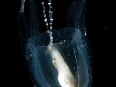 box jellyfish (Carukia barnesi)