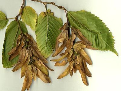European hornbeam