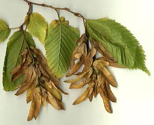 European hornbeam