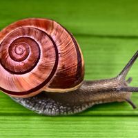 Garden snail